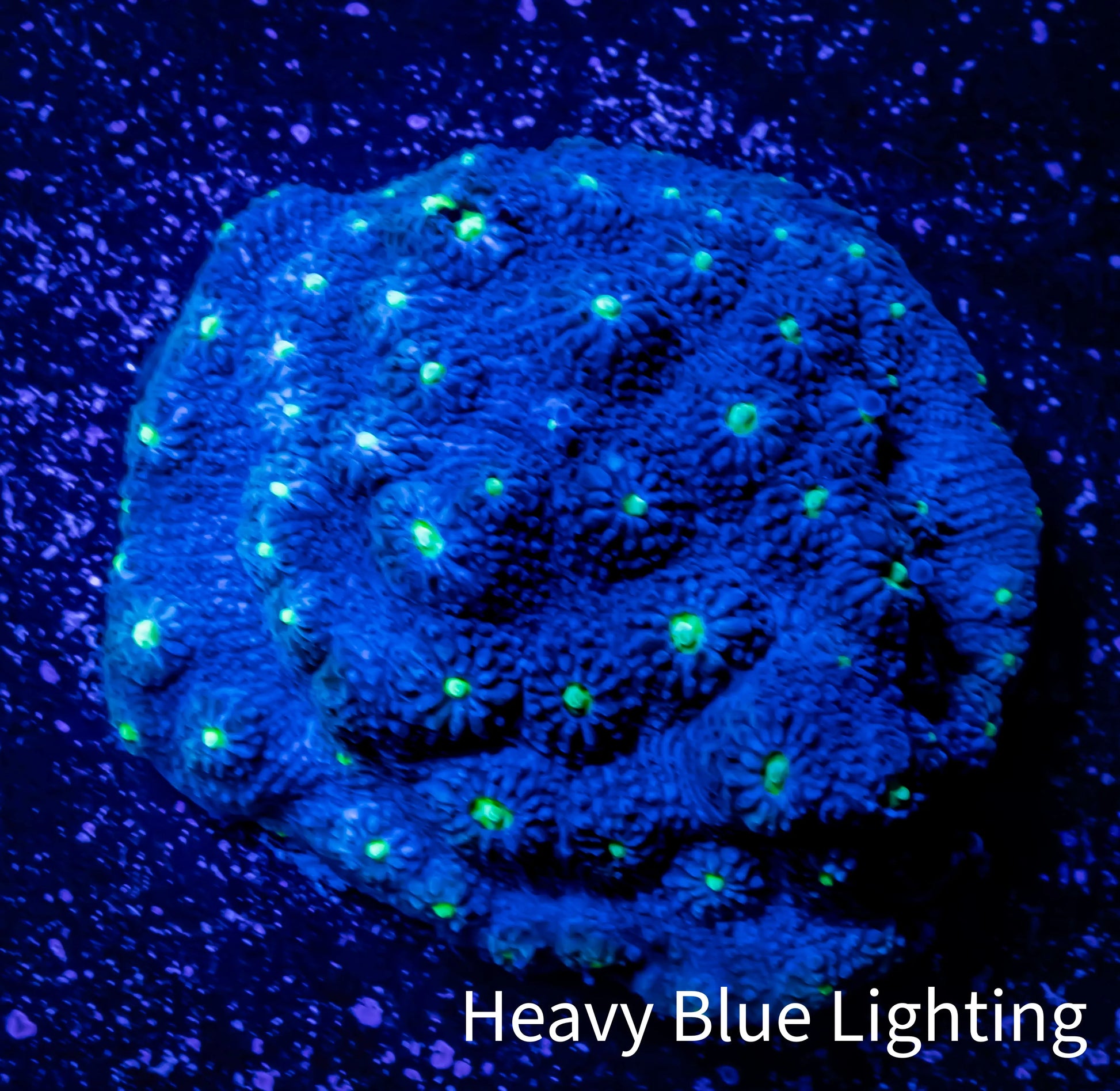Favites Coral - WYSIWYG Frag Favites Coral - WYSIWYG Frag Aquarium Decor Favites Coral - WYSIWYG Frag Zeo Box Reef