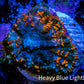 Forest Fire Rhodactis Coral WYSIWYG 1.7cm F5R1B1 Forest Fire Rhodactis Coral WYSIWYG 1.7cm F5R1B1 Animals & Pet Supplies Forest Fire Rhodactis Coral WYSIWYG 1.7cm F5R1B1 Zeo Box Reef