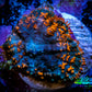 Forest Fire Rhodactis Coral WYSIWYG 1.7cm F5R1B1 Forest Fire Rhodactis Coral WYSIWYG 1.7cm F5R1B1 Animals & Pet Supplies Forest Fire Rhodactis Coral WYSIWYG 1.7cm F5R1B1 Zeo Box Reef