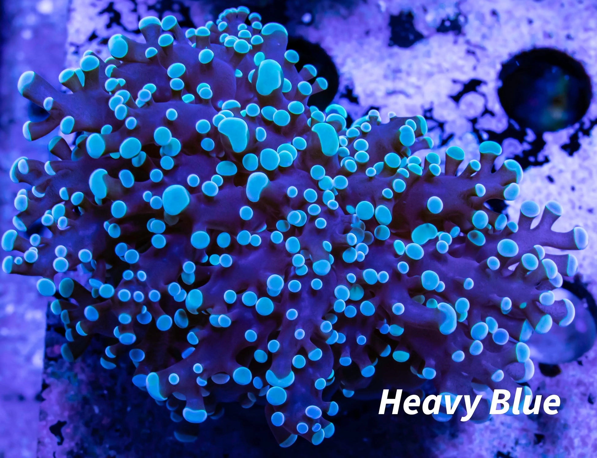 Frogspawn Coral - Blue Tip Mint Tip FrogSpawn Coral WYSIWYG 6cm Frogspawn Coral - Blue Tip Mint Tip FrogSpawn Coral WYSIWYG 6cm LPS Frogspawn Coral - Blue Tip Mint Tip FrogSpawn Coral WYSIWYG 6cm Zeo Box Reef