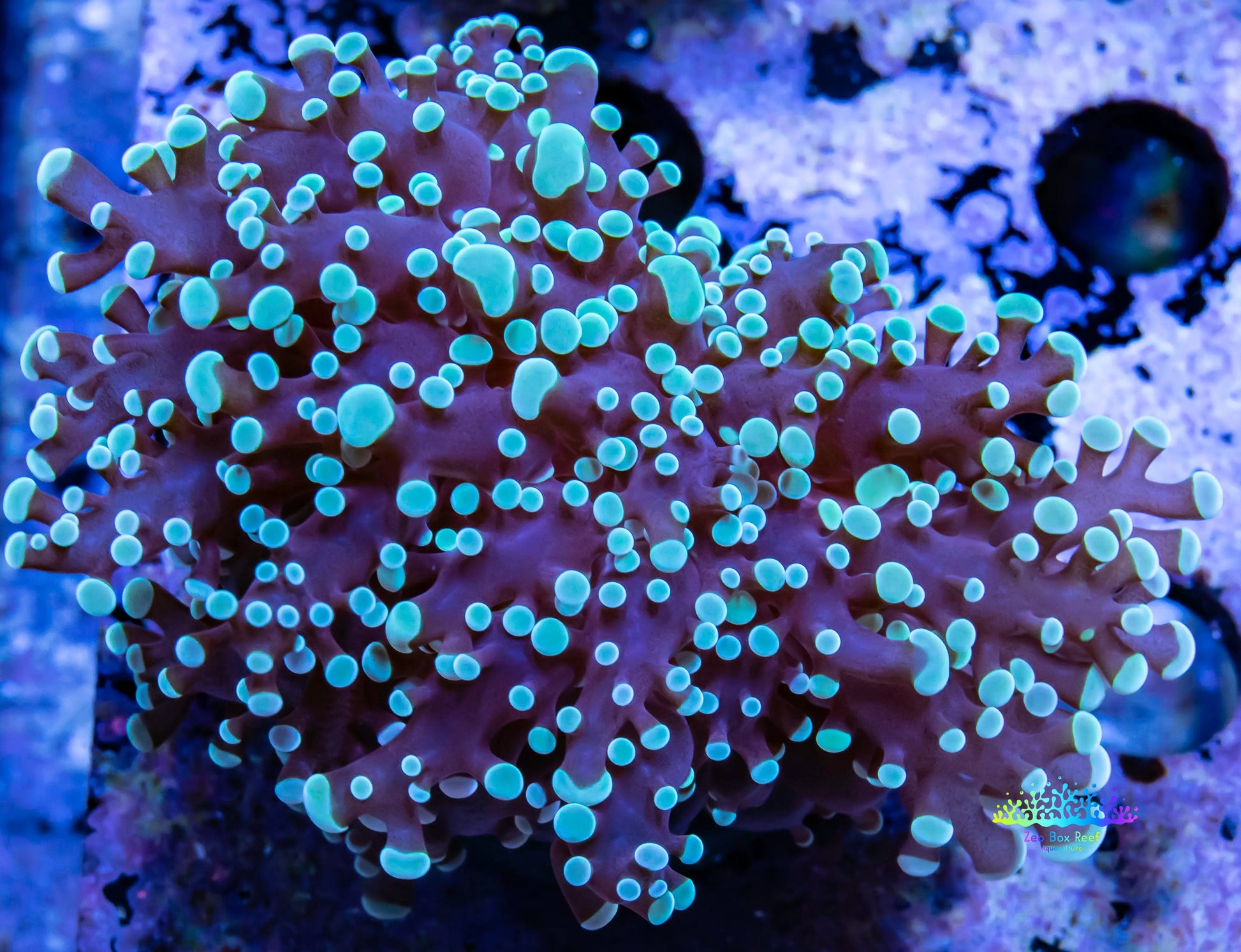 Frogspawn Coral - Blue Tip Mint Tip FrogSpawn Coral WYSIWYG 6cm Frogspawn Coral - Blue Tip Mint Tip FrogSpawn Coral WYSIWYG 6cm LPS Frogspawn Coral - Blue Tip Mint Tip FrogSpawn Coral WYSIWYG 6cm Zeo Box Reef