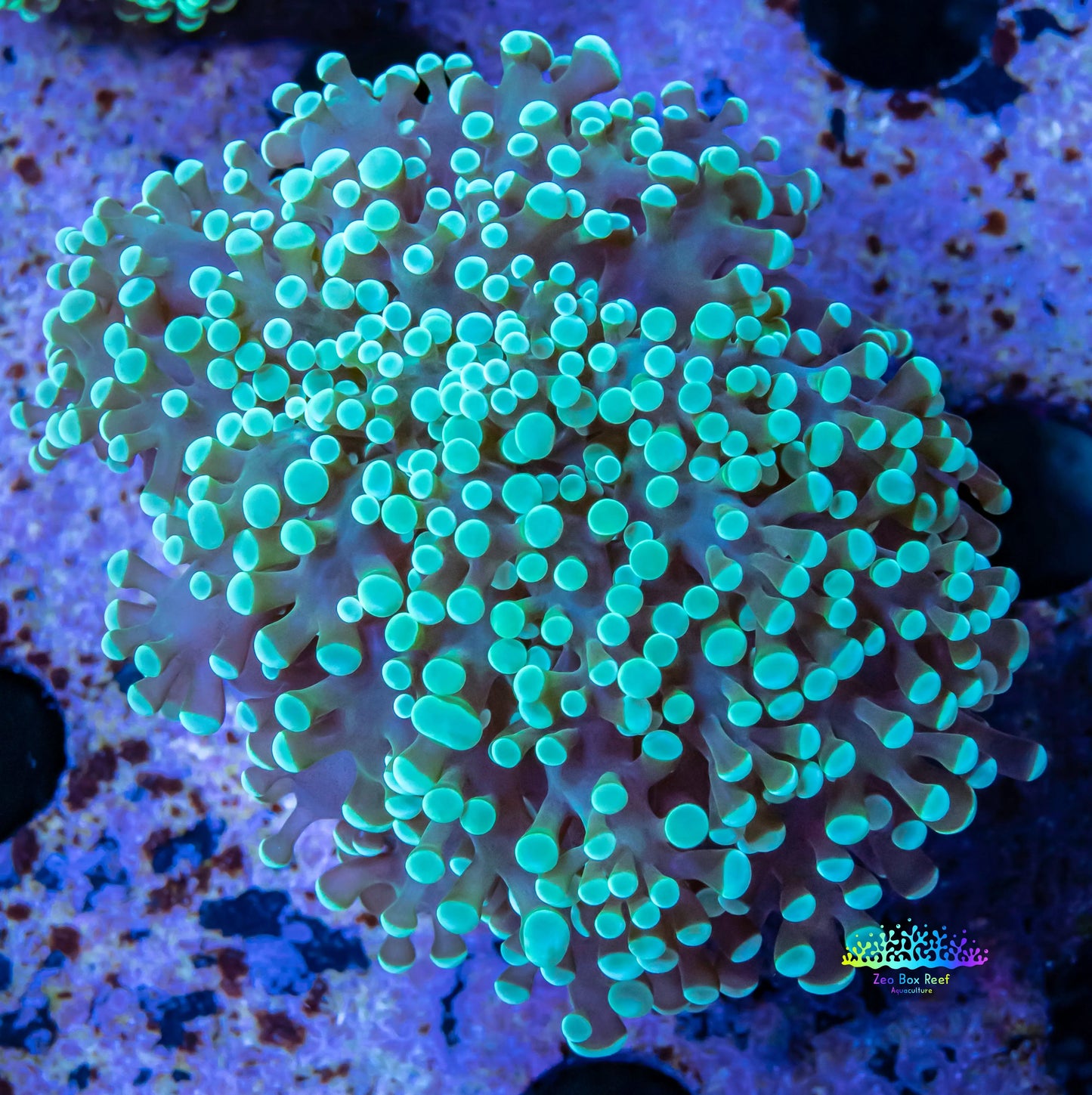 Frogspawn Coral - Blue Tip Mint Tip FrogSpawn Coral WYSIWYG 6cm Frogspawn Coral - Blue Tip Mint Tip FrogSpawn Coral WYSIWYG 6cm LPS Frogspawn Coral - Blue Tip Mint Tip FrogSpawn Coral WYSIWYG 6cm Zeo Box Reef