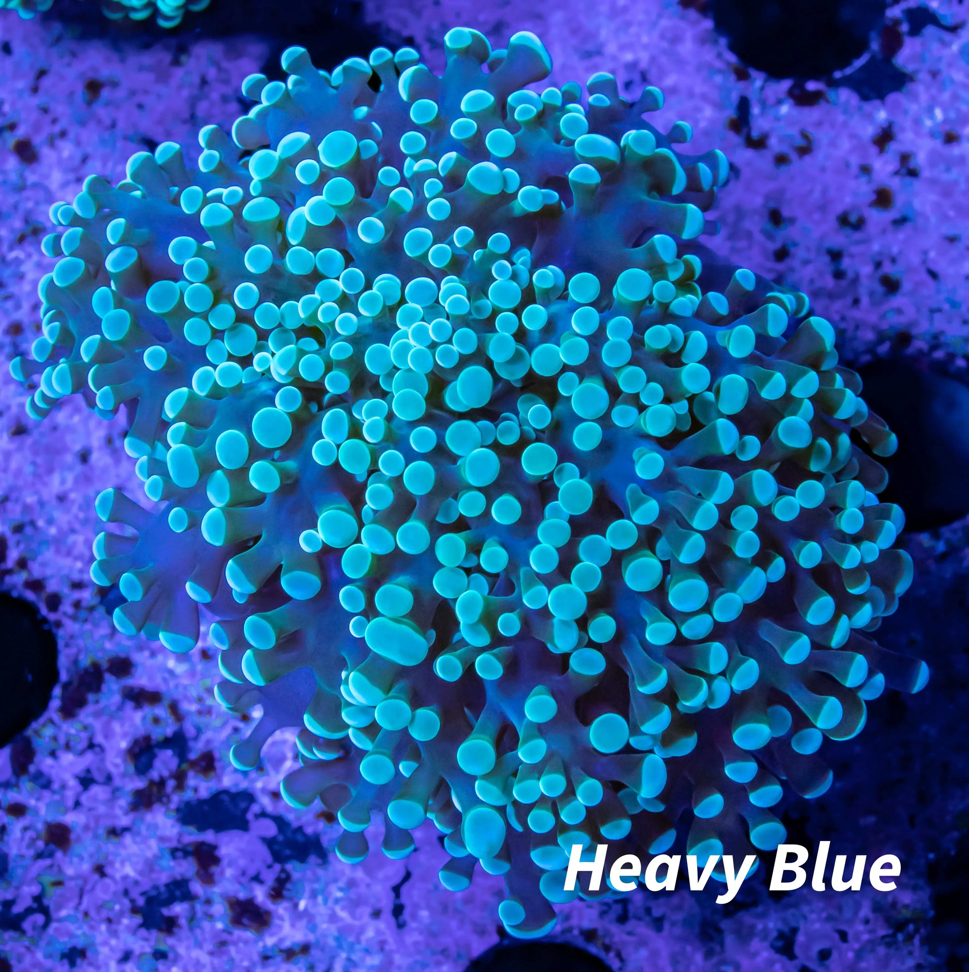 Frogspawn Coral - Blue Tip Mint Tip FrogSpawn Coral WYSIWYG 6cm Frogspawn Coral - Blue Tip Mint Tip FrogSpawn Coral WYSIWYG 6cm LPS Frogspawn Coral - Blue Tip Mint Tip FrogSpawn Coral WYSIWYG 6cm Zeo Box Reef