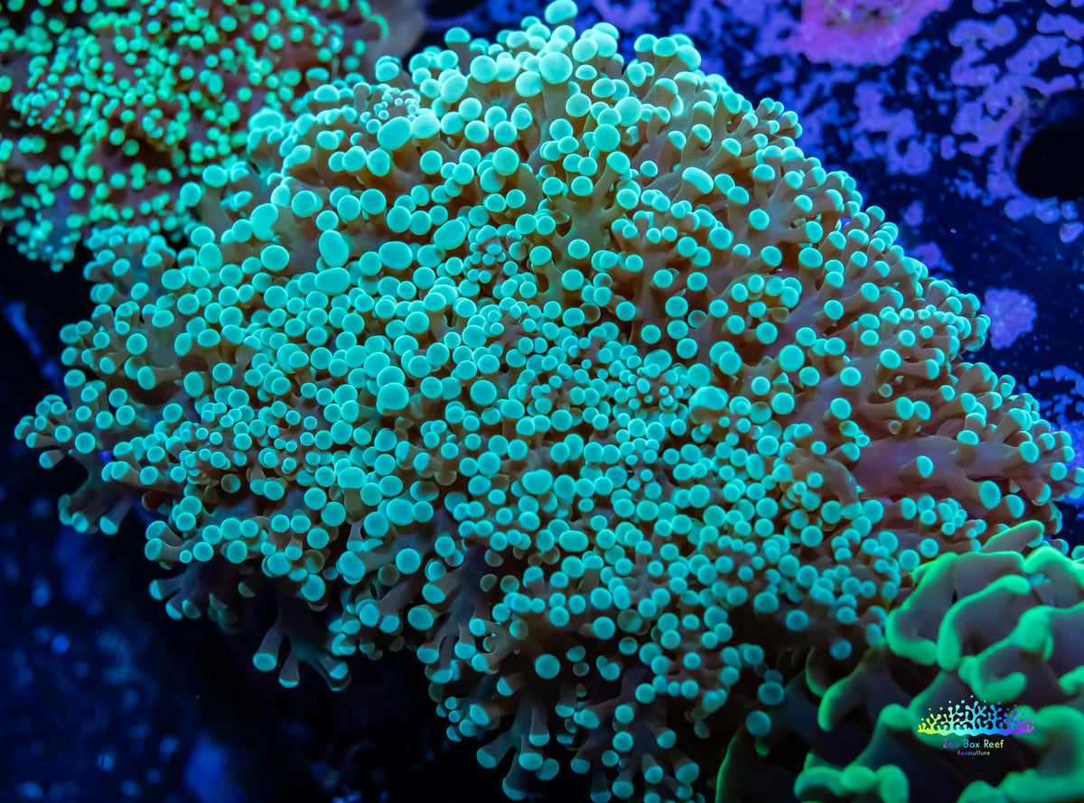 Frogspawn Colour Buy Stunning Frogspawn Coral for Sale - Hand-Selected and Hardy. – Zeo ...