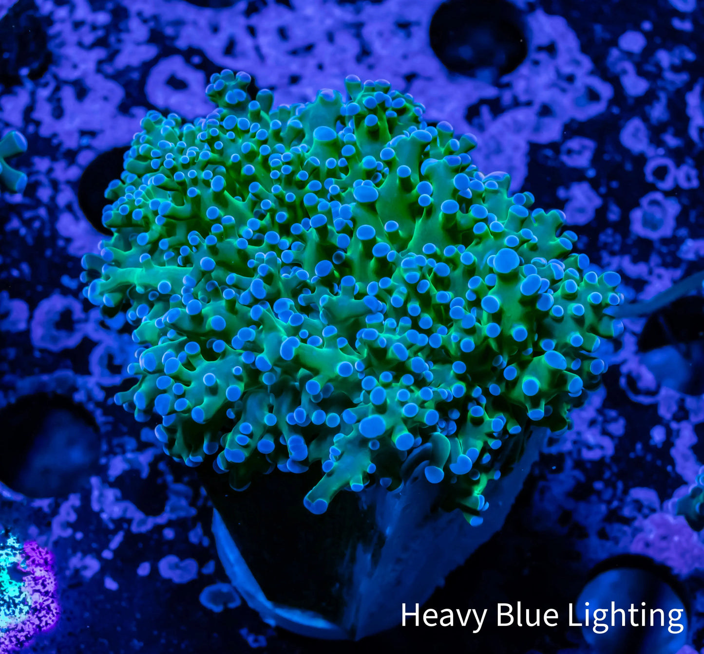 Frogspawn Coral - Ultra Blue Tip Toxic Green Stem WYSIWYG 4cm Frogspawn Coral - Ultra Blue Tip Toxic Green Stem WYSIWYG 4cm LPS Frogspawn Coral - Ultra Blue Tip Toxic Green Stem WYSIWYG 4cm Zeo Box Reef