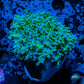 Frogspawn Coral - Ultra Blue Tip Toxic Green Stem WYSIWYG 4cm Frogspawn Coral - Ultra Blue Tip Toxic Green Stem WYSIWYG 4cm LPS Frogspawn Coral - Ultra Blue Tip Toxic Green Stem WYSIWYG 4cm Zeo Box Reef