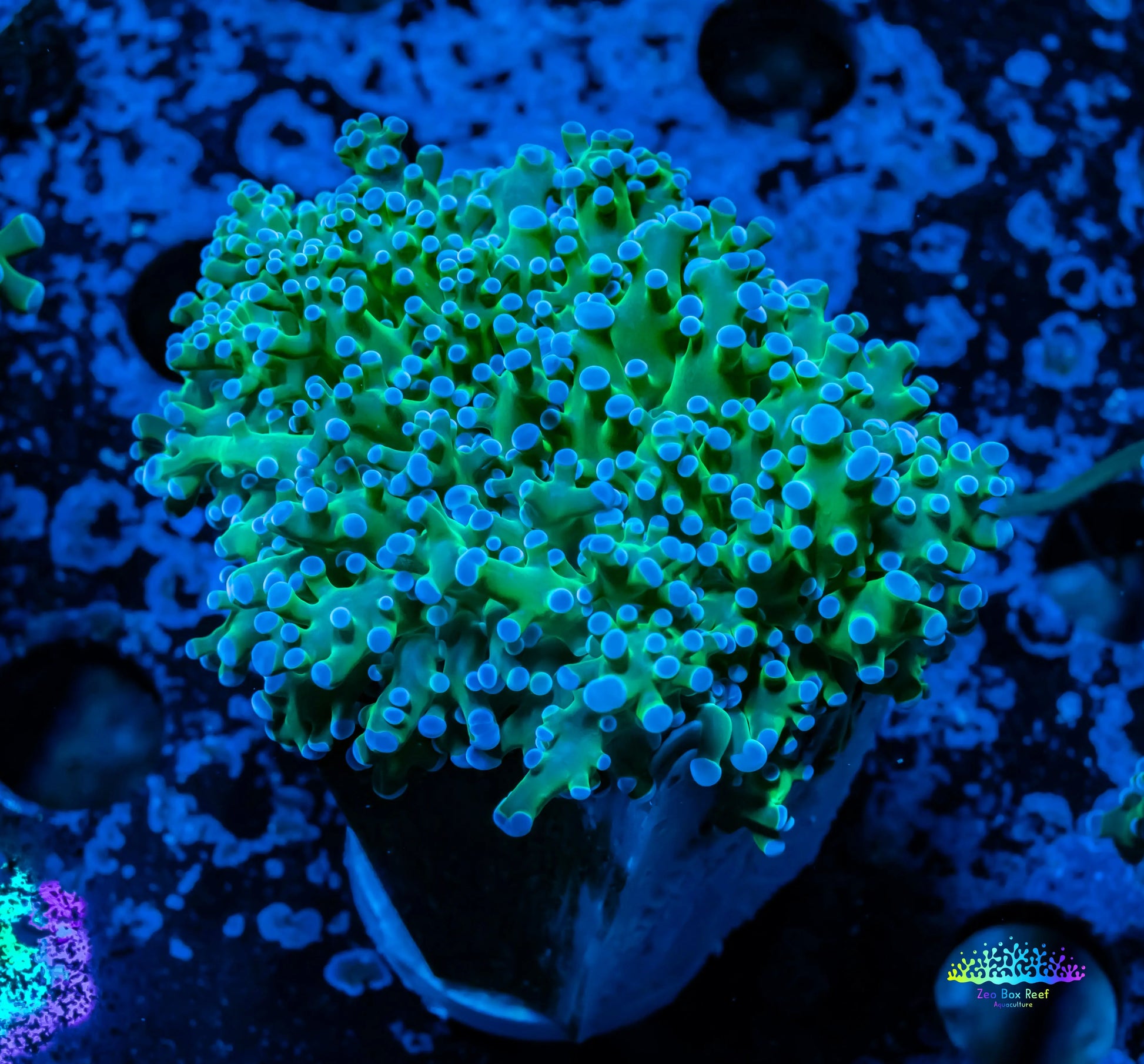 Frogspawn Coral - Ultra Blue Tip Toxic Green Stem WYSIWYG 4cm Frogspawn Coral - Ultra Blue Tip Toxic Green Stem WYSIWYG 4cm LPS Frogspawn Coral - Ultra Blue Tip Toxic Green Stem WYSIWYG 4cm Zeo Box Reef