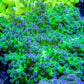 Frogspawn Coral - Ultra Blue Tip Toxic Green Stem WYSIWYG 6cm Frogspawn Coral - Ultra Blue Tip Toxic Green Stem WYSIWYG 6cm LPS Frogspawn Coral - Ultra Blue Tip Toxic Green Stem WYSIWYG 6cm Zeo Box Reef