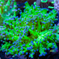 Frogspawn Coral - Ultra Blue Tip Toxic Green Stem WYSIWYG 6cm Frogspawn Coral - Ultra Blue Tip Toxic Green Stem WYSIWYG 6cm LPS Frogspawn Coral - Ultra Blue Tip Toxic Green Stem WYSIWYG 6cm Zeo Box Reef