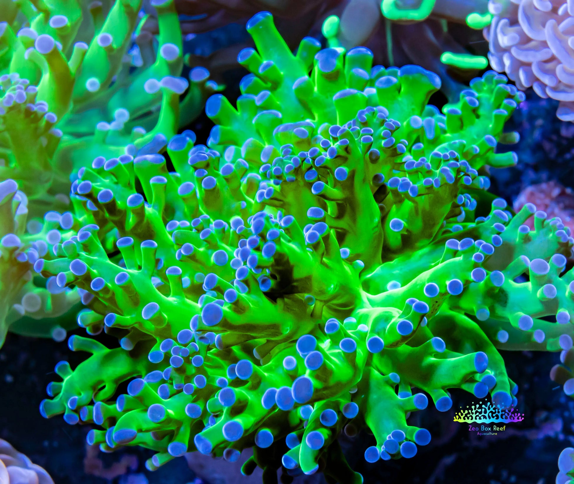 Frogspawn Coral - Ultra Blue Tip Toxic Green Stem WYSIWYG 6cm Frogspawn Coral - Ultra Blue Tip Toxic Green Stem WYSIWYG 6cm LPS Frogspawn Coral - Ultra Blue Tip Toxic Green Stem WYSIWYG 6cm Zeo Box Reef