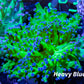 Frogspawn Coral - Ultra Blue Tip Toxic Green Stem WYSIWYG 6cm Frogspawn Coral - Ultra Blue Tip Toxic Green Stem WYSIWYG 6cm LPS Frogspawn Coral - Ultra Blue Tip Toxic Green Stem WYSIWYG 6cm Zeo Box Reef