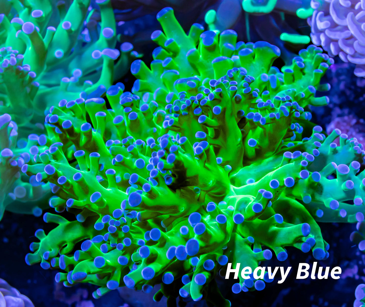 Frogspawn Coral - Ultra Blue Tip Toxic Green Stem WYSIWYG 6cm Frogspawn Coral - Ultra Blue Tip Toxic Green Stem WYSIWYG 6cm LPS Frogspawn Coral - Ultra Blue Tip Toxic Green Stem WYSIWYG 6cm Zeo Box Reef