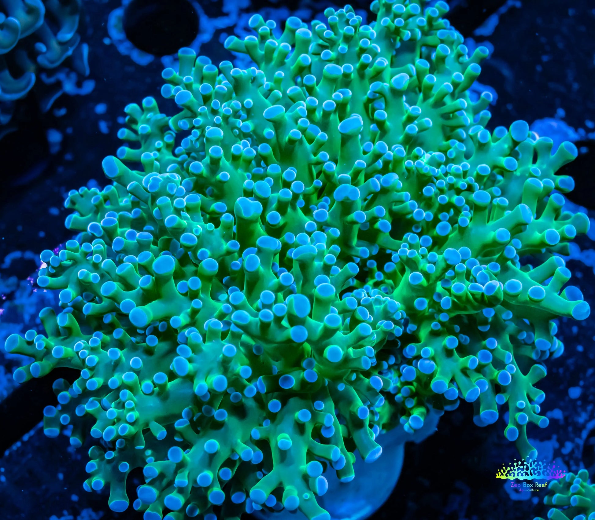 Frogspawn Coral - Ultra Blue Tip Toxic Green Stem WYSIWYG 6cm Frogspawn Coral - Ultra Blue Tip Toxic Green Stem WYSIWYG 6cm LPS Frogspawn Coral - Ultra Blue Tip Toxic Green Stem WYSIWYG 6cm Zeo Box Reef