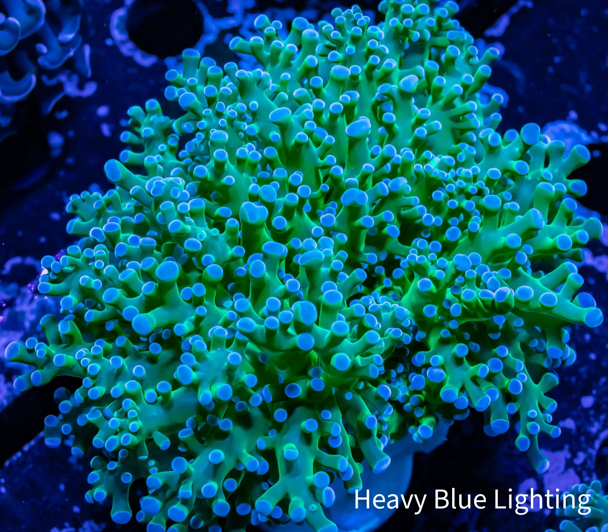 Frogspawn Coral - Ultra Blue Tip Toxic Green Stem WYSIWYG 6cm Frogspawn Coral - Ultra Blue Tip Toxic Green Stem WYSIWYG 6cm LPS Frogspawn Coral - Ultra Blue Tip Toxic Green Stem WYSIWYG 6cm Zeo Box Reef