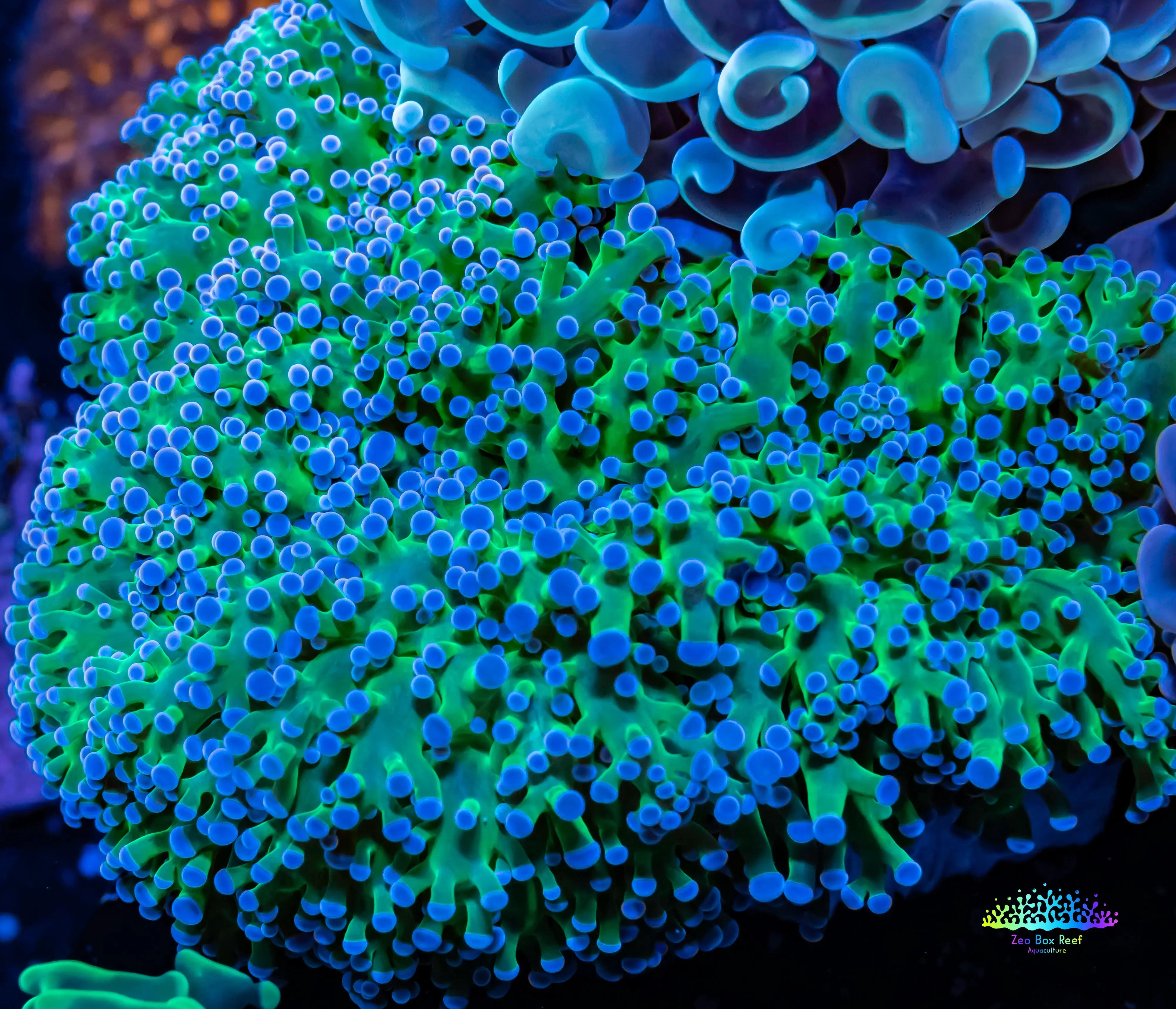 Frogspawn Colour Buy Stunning Frogspawn Coral for Sale - Hand-Selected and Hardy. – Zeo ...