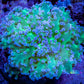 Frogspawn Coral - WYSIWYG 4cm Frogspawn Coral - WYSIWYG 4cm LPS Frogspawn Coral - WYSIWYG 4cm Zeo Box Reef