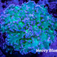 Frogspawn Coral - WYSIWYG 4cm Frogspawn Coral - WYSIWYG 4cm LPS Frogspawn Coral - WYSIWYG 4cm Zeo Box Reef