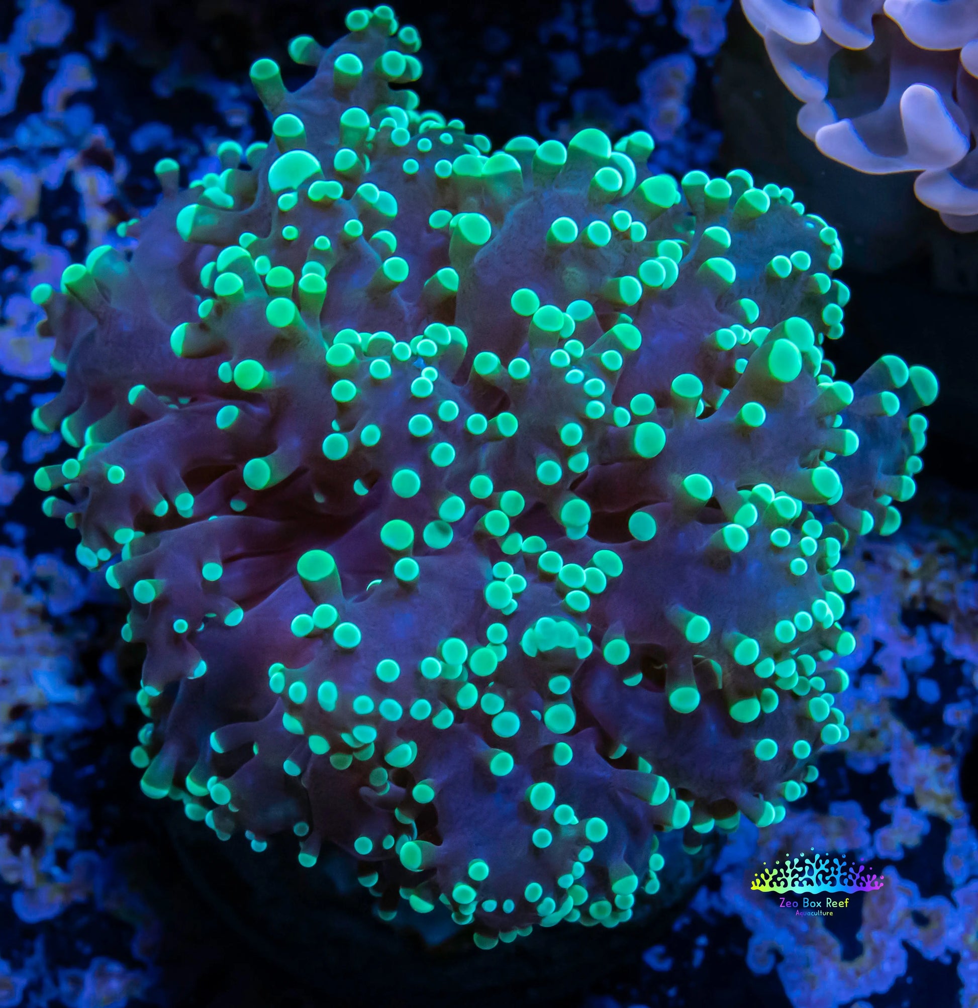 Frogspawn Coral - WYSIWYG 4cm Frogspawn Coral - WYSIWYG 4cm LPS Frogspawn Coral - WYSIWYG 4cm Zeo Box Reef