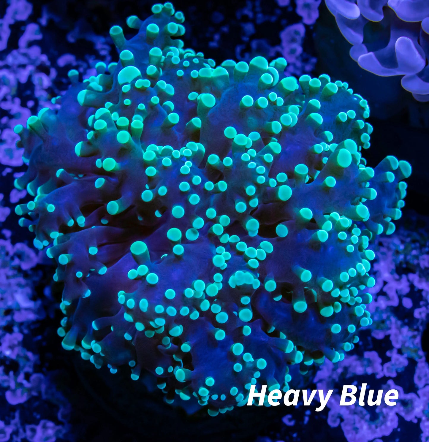 Frogspawn Coral - WYSIWYG 4cm Frogspawn Coral - WYSIWYG 4cm LPS Frogspawn Coral - WYSIWYG 4cm Zeo Box Reef