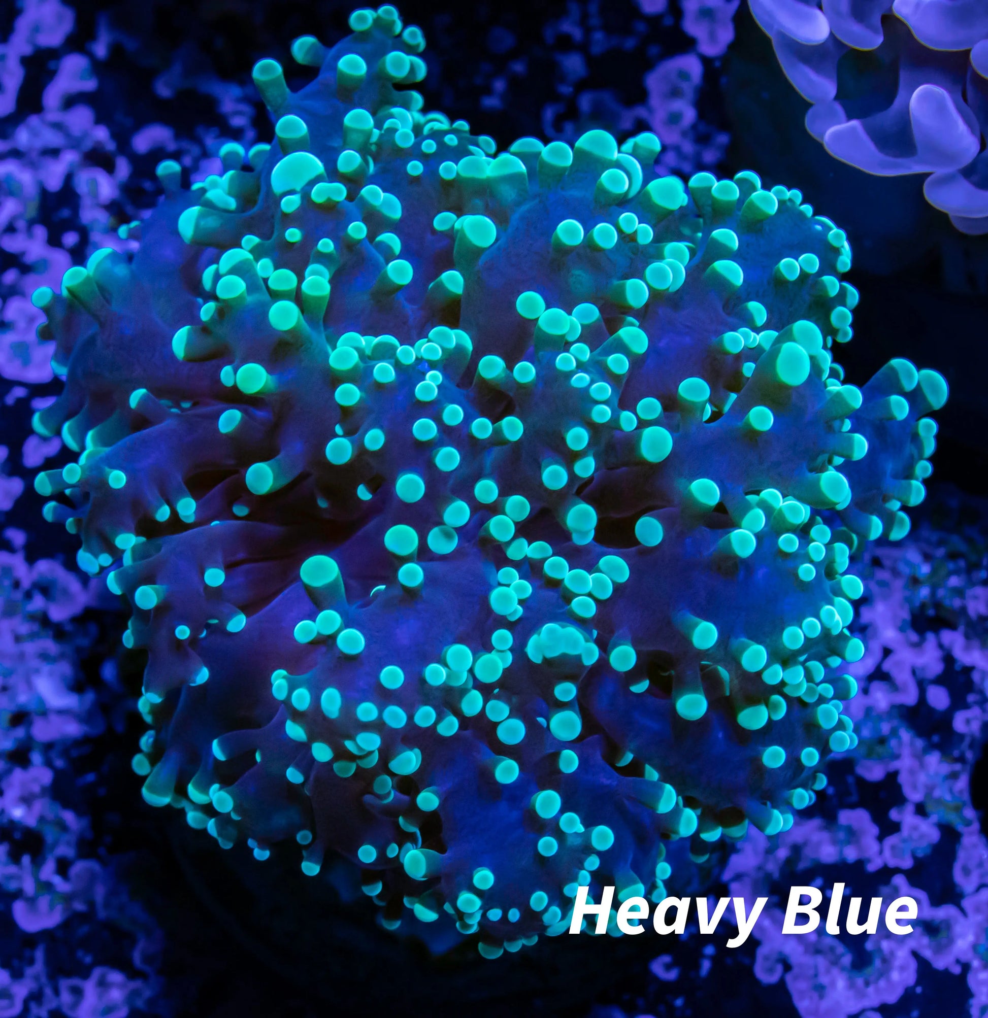 Frogspawn Coral - WYSIWYG 4cm Frogspawn Coral - WYSIWYG 4cm LPS Frogspawn Coral - WYSIWYG 4cm Zeo Box Reef