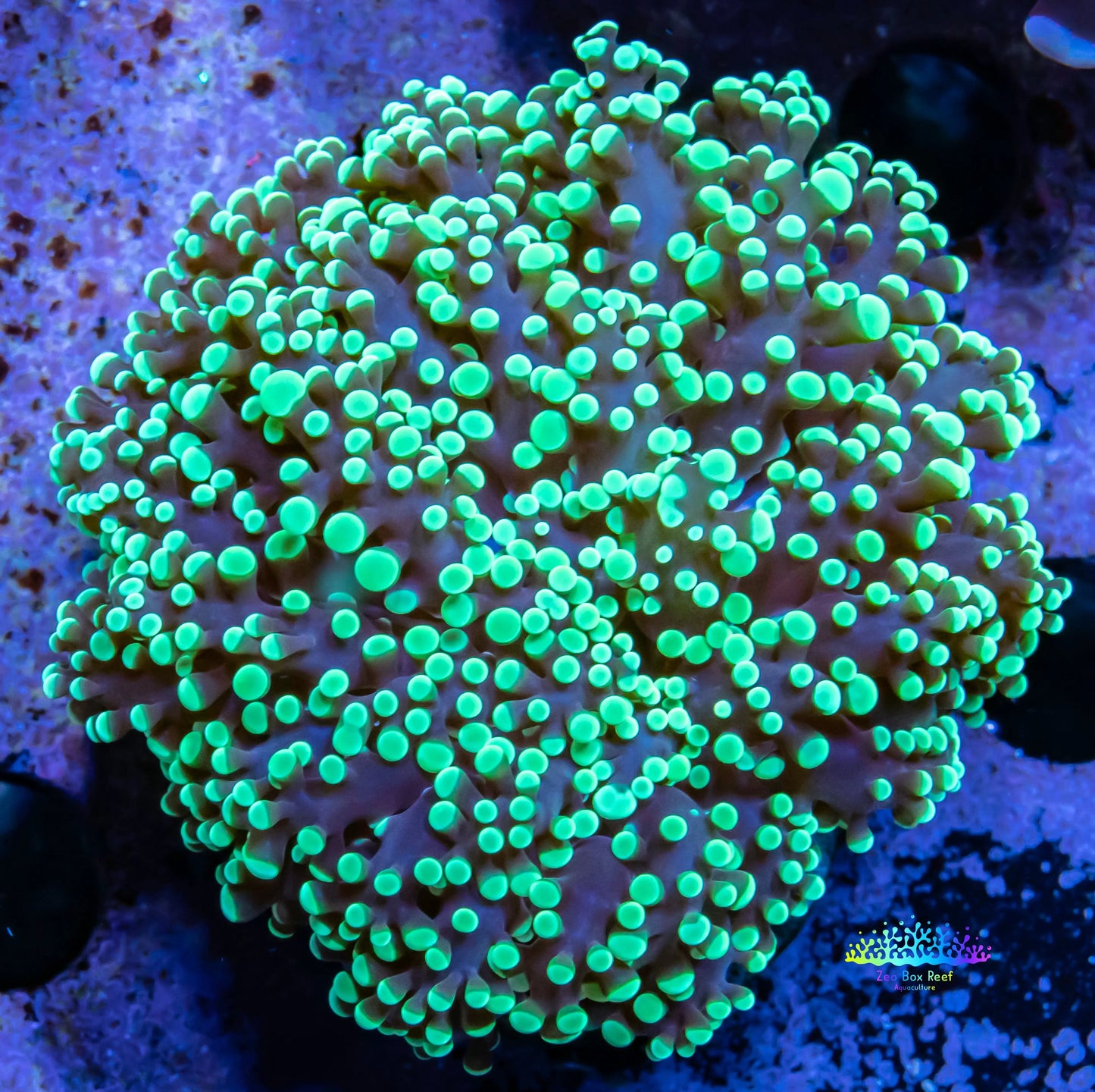 Frogspawn Coral - WYSIWYG 6cm Frogspawn Coral - WYSIWYG 6cm LPS Frogspawn Coral - WYSIWYG 6cm Zeo Box Reef