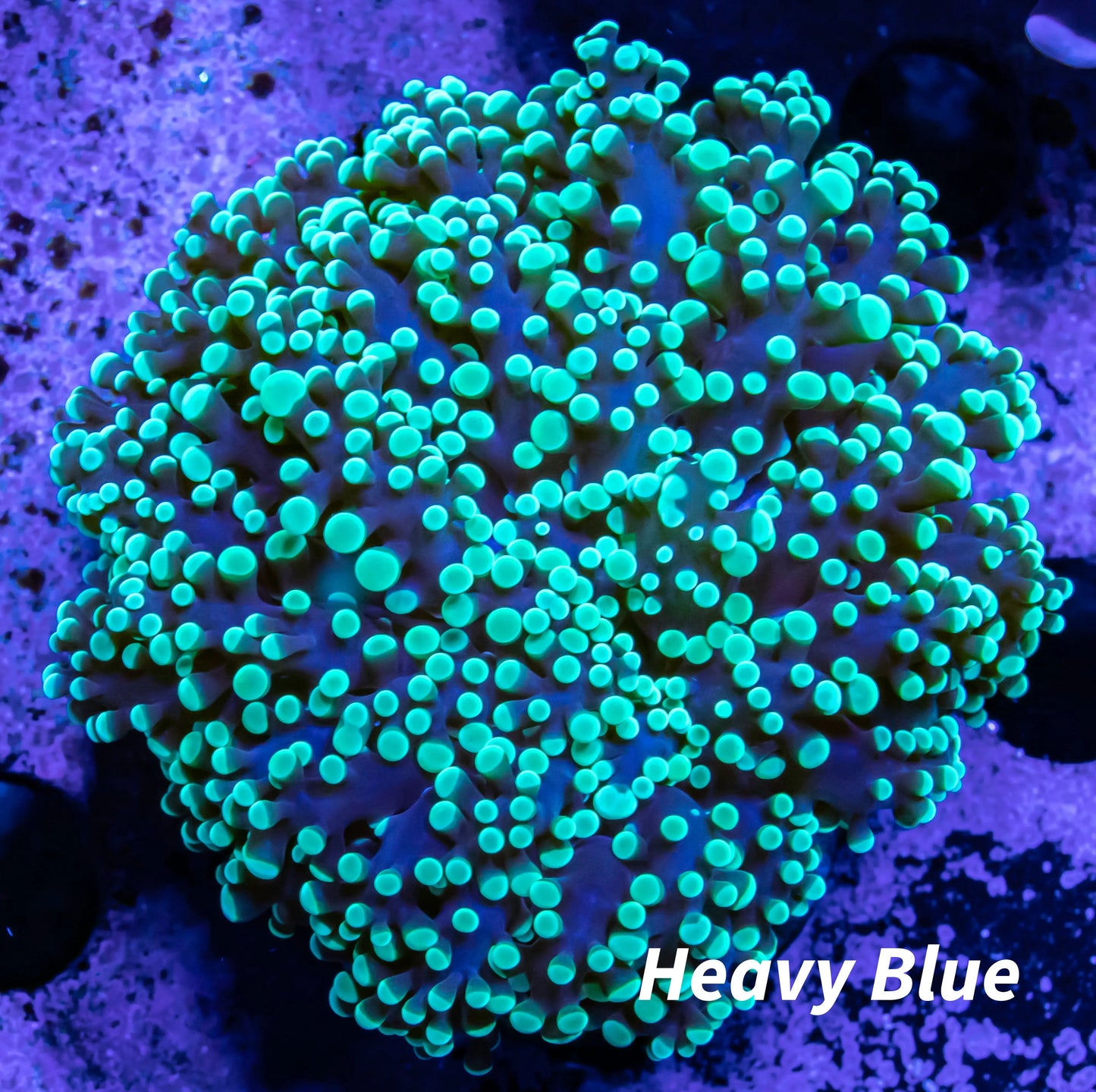 Frogspawn Coral - WYSIWYG 6cm Frogspawn Coral - WYSIWYG 6cm LPS Frogspawn Coral - WYSIWYG 6cm Zeo Box Reef