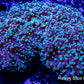Frogspawn Coral - Mint Green Tip WYSIWYG 9cm Frogspawn Coral - Mint Green Tip WYSIWYG 9cm LPS Frogspawn Coral - Mint Green Tip WYSIWYG 9cm Zeo Box Reef