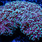 Frogspawn Coral - Mint Green Tip WYSIWYG 9cm Frogspawn Coral - Mint Green Tip WYSIWYG 9cm LPS Frogspawn Coral - Mint Green Tip WYSIWYG 9cm Zeo Box Reef