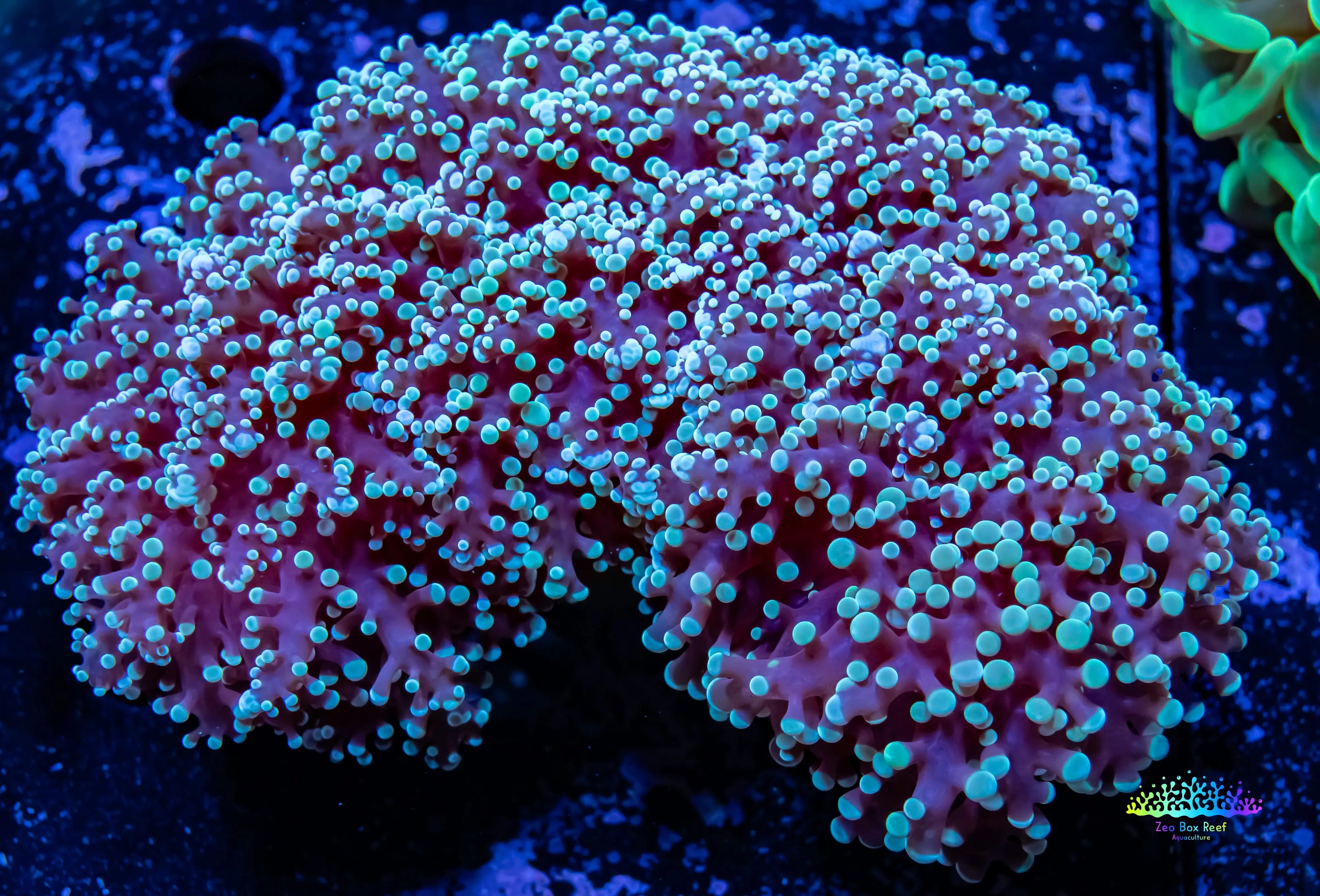 Frogspawn Shape Skip to product information