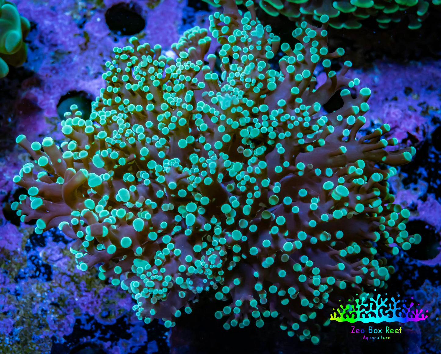 Frogspawn Coral - Mint Tip WYSIWYG 7cm  C2R5B1 Frogspawn Coral - Mint Tip WYSIWYG 7cm  C2R5B1 LPS Frogspawn Coral - Mint Tip WYSIWYG 7cm  C2R5B1 Zeo Box Reef