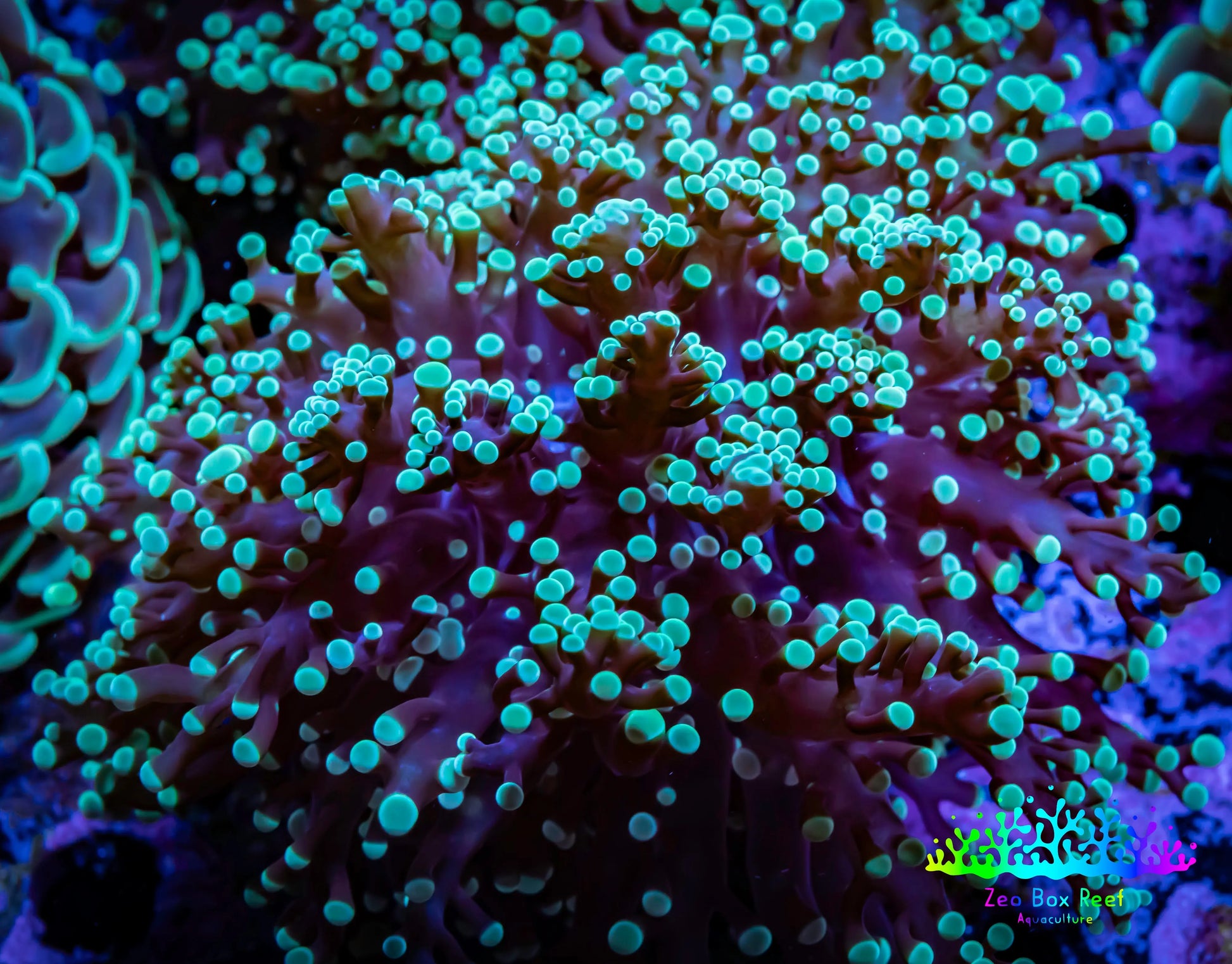 Frogspawn Coral - Mint Tip WYSIWYG 7cm  C2R5B1 Frogspawn Coral - Mint Tip WYSIWYG 7cm  C2R5B1 LPS Frogspawn Coral - Mint Tip WYSIWYG 7cm  C2R5B1 Zeo Box Reef