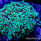 Frogspawn Coral - Toxic Green Tip WYSIWYG 6cm Frogspawn Coral - Toxic Green Tip WYSIWYG 6cm LPS Frogspawn Coral - Toxic Green Tip WYSIWYG 6cm Zeo Box Reef