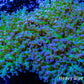 Frogspawn Coral - Ultra Blue Tip Toxic Green Stem WYSIWYG 13cm Frogspawn Coral - Ultra Blue Tip Toxic Green Stem WYSIWYG 13cm LPS Frogspawn Coral - Ultra Blue Tip Toxic Green Stem WYSIWYG 13cm Zeo Box Reef