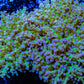 Frogspawn Coral - Ultra Blue Tip Toxic Green Stem WYSIWYG 13cm Frogspawn Coral - Ultra Blue Tip Toxic Green Stem WYSIWYG 13cm LPS Frogspawn Coral - Ultra Blue Tip Toxic Green Stem WYSIWYG 13cm Zeo Box Reef