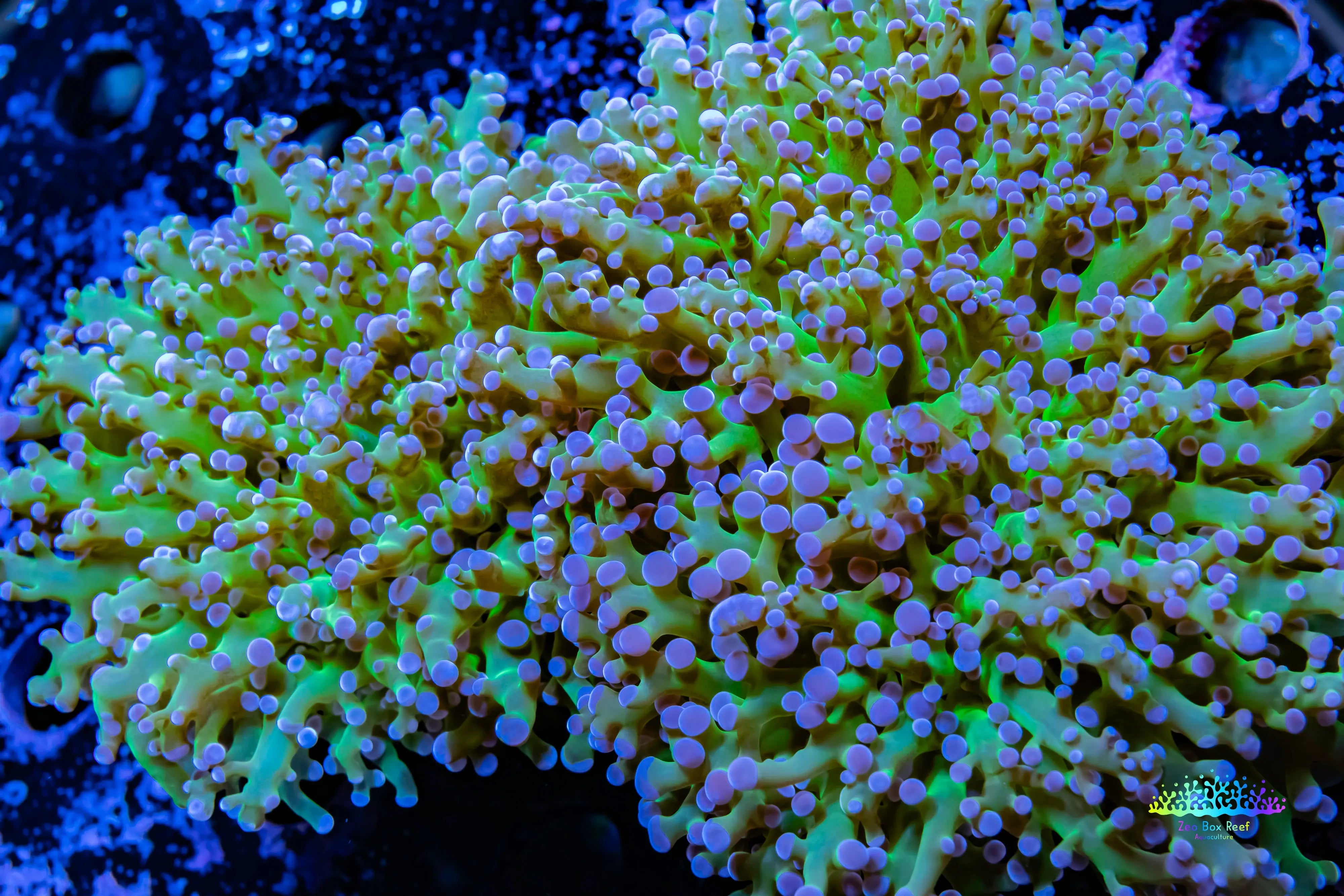 Frogspawn Colour Buy Stunning Frogspawn Coral for Sale - Hand-Selected and Hardy. – Zeo ...