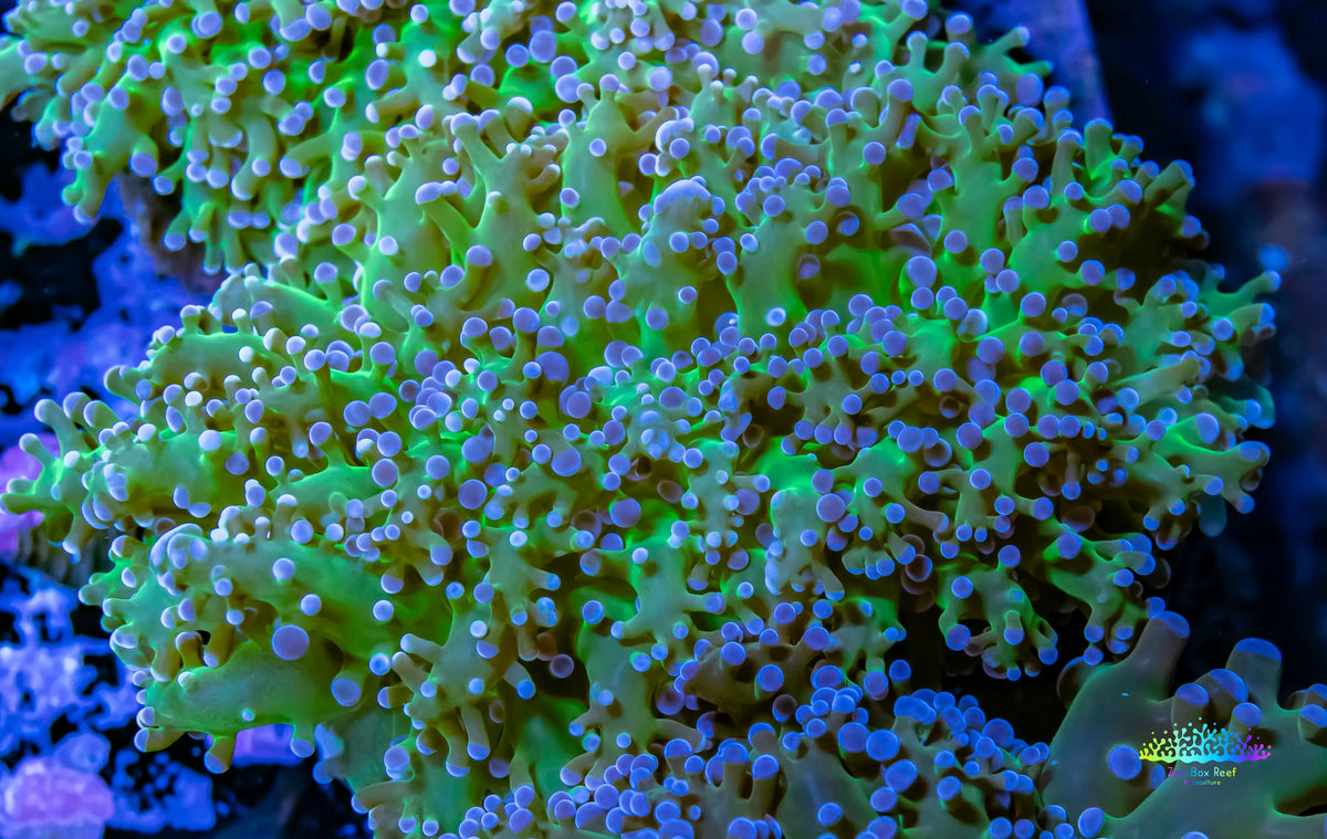 Frogspawn Colour Frogspawn Coral - Ultra Blue Tip Toxic Green Stem WYSIWYG 5cm Frogspawn ...