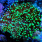 Frogspawn Coral - Ultra Toxic Green Tip WYSIWYG 5cm  E1R5B1 Frogspawn Coral - Ultra Toxic Green Tip WYSIWYG 5cm  E1R5B1 LPS Frogspawn Coral - Ultra Toxic Green Tip WYSIWYG 5cm  E1R5B1 Zeo Box Reef
