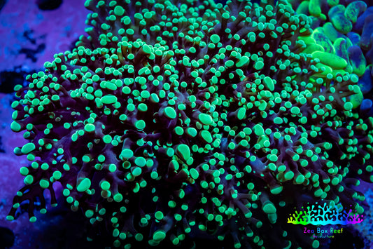 Frogspawn Coral - Ultra Toxic Green Tip WYSIWYG 8cm  C4R5B1 Frogspawn Coral - Ultra Toxic Green Tip WYSIWYG 8cm  C4R5B1 LPS Frogspawn Coral - Ultra Toxic Green Tip WYSIWYG 8cm  C4R5B1 Zeo Box Reef