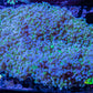 Frogspawn Coral -  WYSIWYG 10cm  C1R5B1 Frogspawn Coral -  WYSIWYG 10cm  C1R5B1 LPS Frogspawn Coral -  WYSIWYG 10cm  C1R5B1 Zeo Box Reef