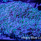 Frogspawn Coral -  WYSIWYG 10cm  C1R5B1 Frogspawn Coral -  WYSIWYG 10cm  C1R5B1 LPS Frogspawn Coral -  WYSIWYG 10cm  C1R5B1 Zeo Box Reef