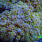 Frogspawn Coral -  WYSIWYG 10cm  C1R5B1 Frogspawn Coral -  WYSIWYG 10cm  C1R5B1 LPS Frogspawn Coral -  WYSIWYG 10cm  C1R5B1 Zeo Box Reef