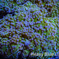 Frogspawn Coral -  WYSIWYG 10cm  C1R5B1 Frogspawn Coral -  WYSIWYG 10cm  C1R5B1 LPS Frogspawn Coral -  WYSIWYG 10cm  C1R5B1 Zeo Box Reef