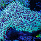 Frogspawn Coral -  WYSIWYG 10cm  C2R5B1 Frogspawn Coral -  WYSIWYG 10cm  C2R5B1 LPS Frogspawn Coral -  WYSIWYG 10cm  C2R5B1 Zeo Box Reef