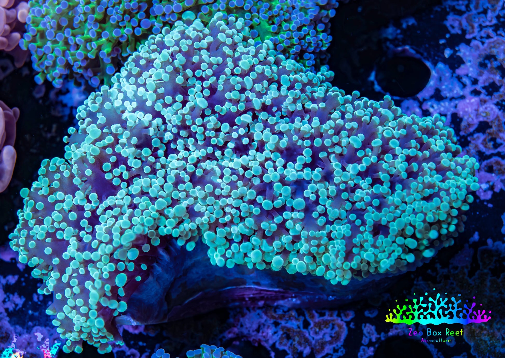Frogspawn Coral -  WYSIWYG 10cm  C2R5B1 Frogspawn Coral -  WYSIWYG 10cm  C2R5B1 LPS Frogspawn Coral -  WYSIWYG 10cm  C2R5B1 Zeo Box Reef