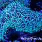 Frogspawn Coral -  WYSIWYG 10cm  C2R5B1 Frogspawn Coral -  WYSIWYG 10cm  C2R5B1 LPS Frogspawn Coral -  WYSIWYG 10cm  C2R5B1 Zeo Box Reef