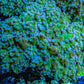 Frogspawn Coral -  WYSIWYG 10cm  C2R5B1 Frogspawn Coral -  WYSIWYG 10cm  C2R5B1 LPS Frogspawn Coral -  WYSIWYG 10cm  C2R5B1 Zeo Box Reef