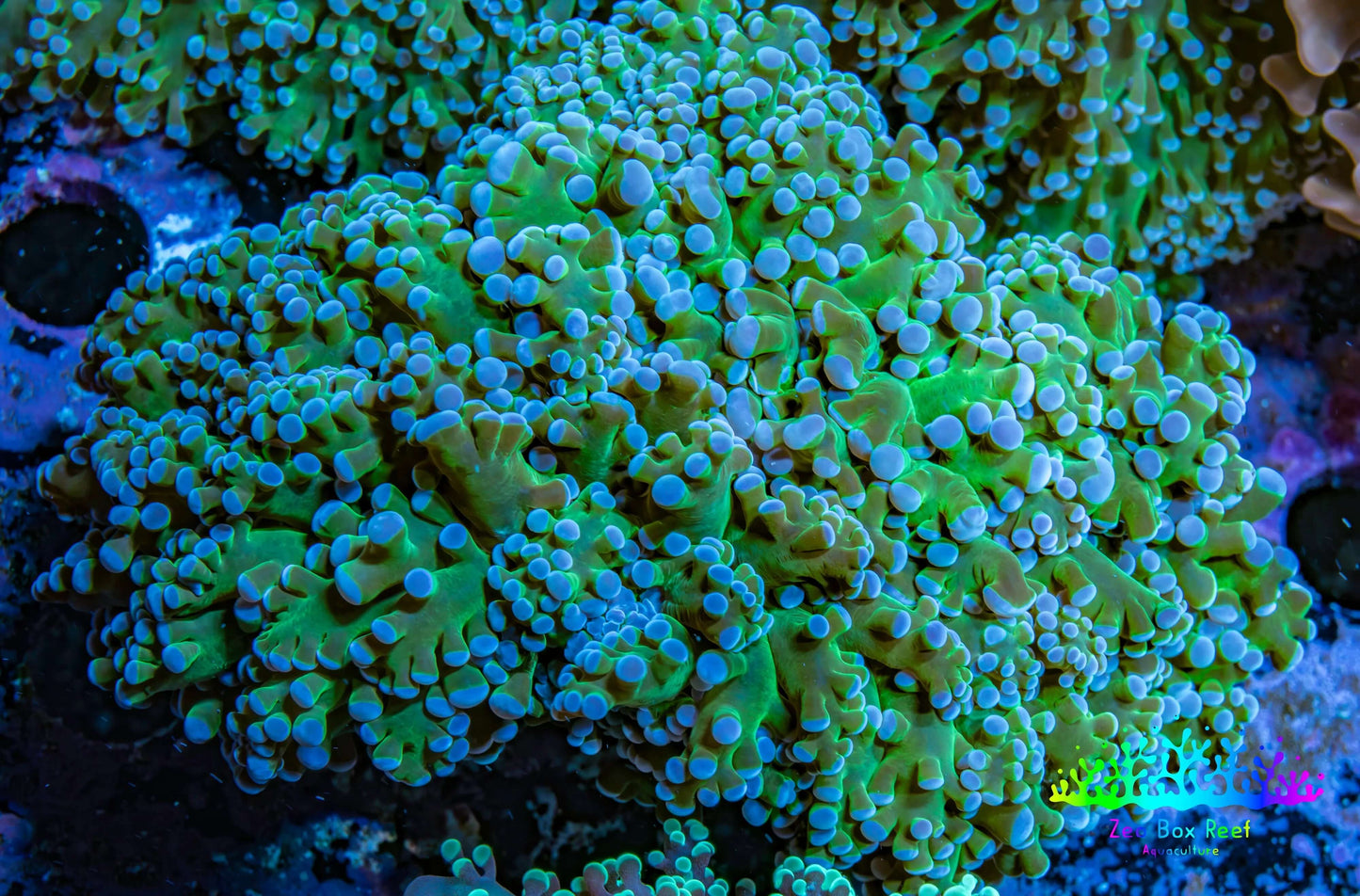 Frogspawn Coral -  WYSIWYG 10cm  C2R5B1 Frogspawn Coral -  WYSIWYG 10cm  C2R5B1 LPS Frogspawn Coral -  WYSIWYG 10cm  C2R5B1 Zeo Box Reef