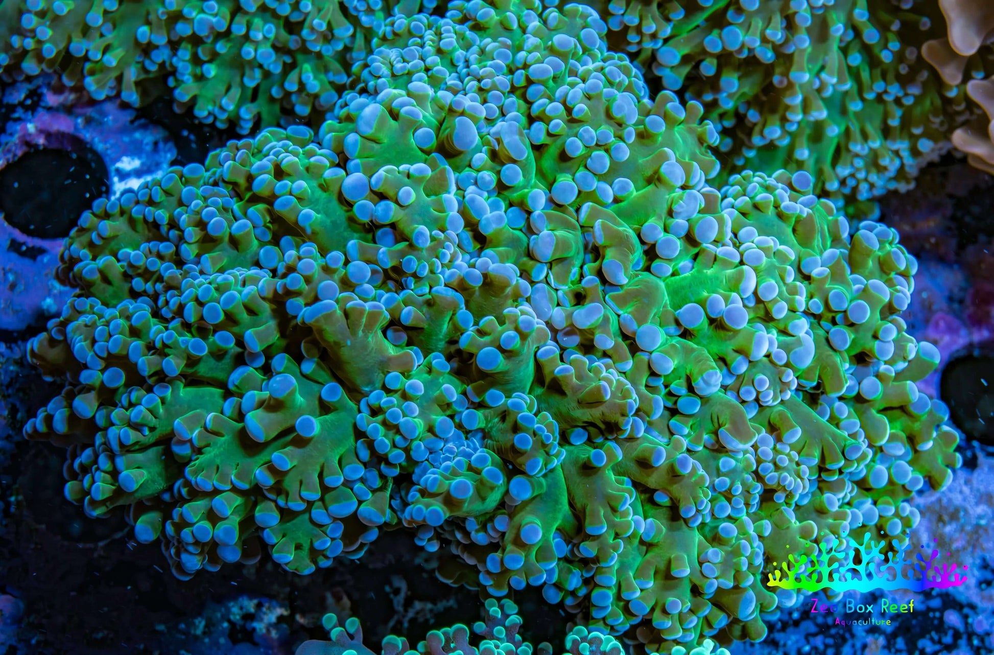 Frogspawn Coral -  WYSIWYG 10cm  C2R5B1 Frogspawn Coral -  WYSIWYG 10cm  C2R5B1 LPS Frogspawn Coral -  WYSIWYG 10cm  C2R5B1 Zeo Box Reef