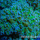 Frogspawn Coral -  WYSIWYG 10cm  C2R5B1 Frogspawn Coral -  WYSIWYG 10cm  C2R5B1 LPS Frogspawn Coral -  WYSIWYG 10cm  C2R5B1 Zeo Box Reef