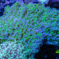 Frogspawn Coral -  WYSIWYG 10cm  C3R5B1 Frogspawn Coral -  WYSIWYG 10cm  C3R5B1 LPS Frogspawn Coral -  WYSIWYG 10cm  C3R5B1 Zeo Box Reef
